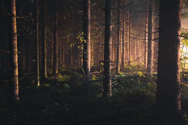 Light through the Trees by Niilo Isotalo