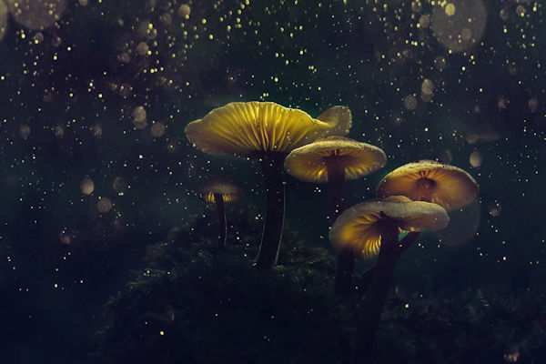 Magic Mushrooms by Emre Öztürk