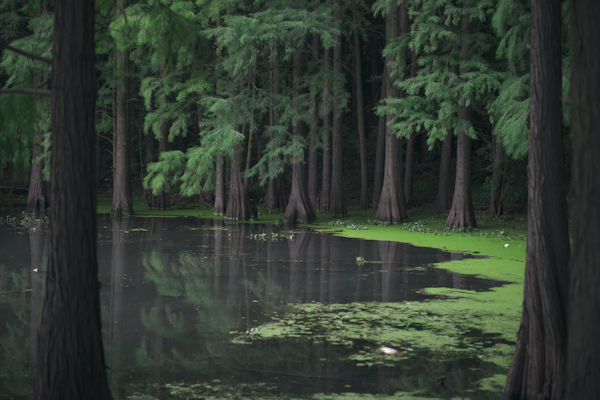 Swamp Lake by Chloé Lam