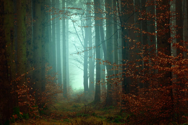 forest in fog by Johannes Plenio