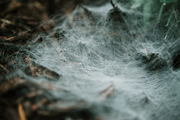 spiderwebs on leaves by Joshua Hanson