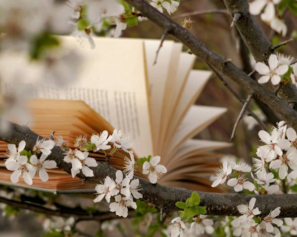 book in blossom tree by Valentina Ivanova (detail)