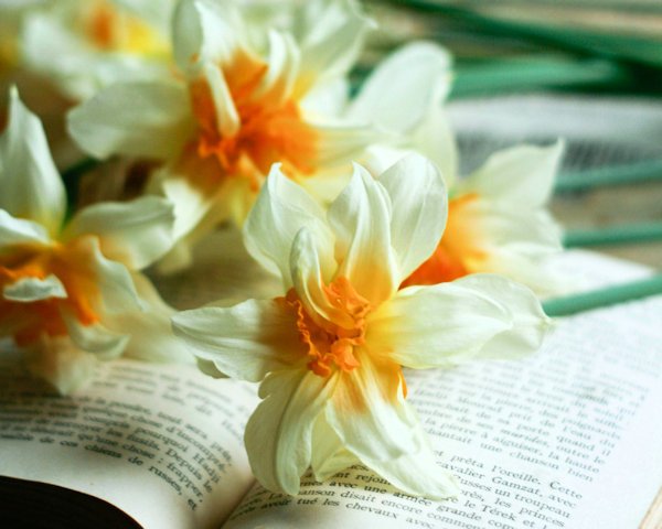daffodils on book by Anna Aakharova (detail)